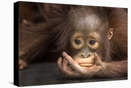 Indonesia, Borneo, Kalimantan. Baby orangutan at Tanjung Puting National Park.-Jaynes Gallery-Premier Image Canvas