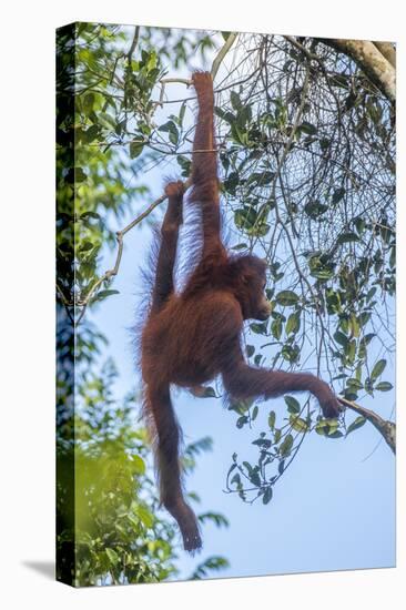 Indonesia, Borneo, Kalimantan. Female orangutan at Tanjung Puting National Park.-Jaynes Gallery-Premier Image Canvas