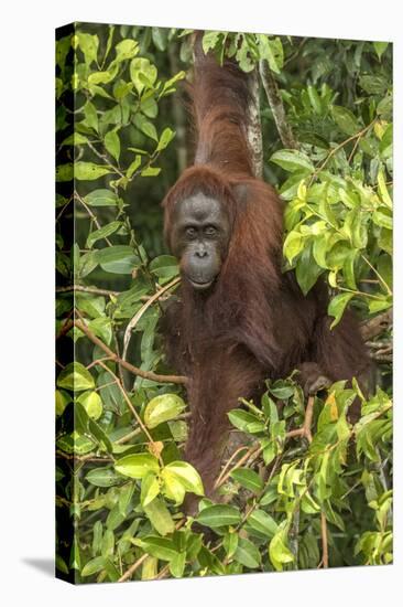 Indonesia, Borneo, Kalimantan. Female orangutan at Tanjung Puting National Park.-Jaynes Gallery-Premier Image Canvas