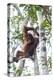 Indonesia, Borneo, Kalimantan. Female orangutan at Tanjung Puting National Park.-Jaynes Gallery-Premier Image Canvas