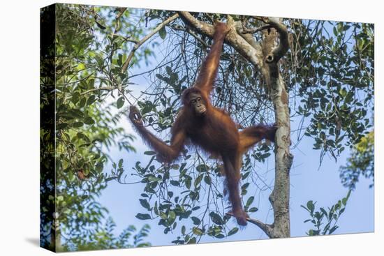 Indonesia, Borneo, Kalimantan. Female orangutan at Tanjung Puting National Park.-Jaynes Gallery-Premier Image Canvas
