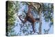 Indonesia, Borneo, Kalimantan. Female orangutan at Tanjung Puting National Park.-Jaynes Gallery-Premier Image Canvas