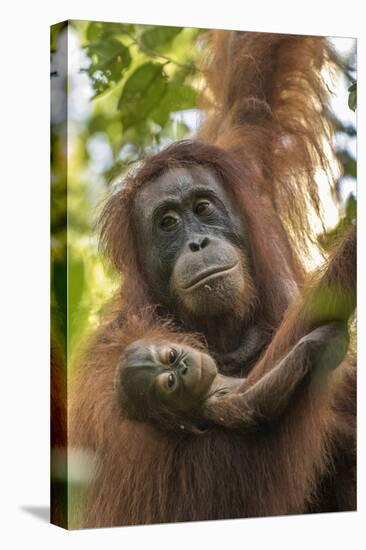 Indonesia, Borneo, Kalimantan. Female orangutan with baby at Tanjung Puting National Park.-Jaynes Gallery-Premier Image Canvas