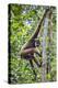 Indonesia, Central Kalimatan, Tanjung Puting National Park. a Bornean White-Bearded Gibbon.-Nigel Pavitt-Premier Image Canvas