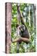 Indonesia, Central Kalimatan, Tanjung Puting National Park. a Bornean White-Bearded Gibbon.-Nigel Pavitt-Premier Image Canvas