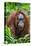 Indonesia, Central Kalimatan, Tanjung Puting National Park. a Female Bornean Orangutan.-Nigel Pavitt-Premier Image Canvas