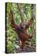 Indonesia, Central Kalimatan, Tanjung Puting National Park. a Male Orangutan Calling.-Nigel Pavitt-Premier Image Canvas
