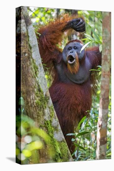 Indonesia, Central Kalimatan, Tanjung Puting National Park. a Male Orangutan Calling.-Nigel Pavitt-Premier Image Canvas