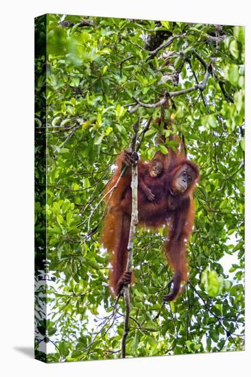 Indonesia, Central Kalimatan, Tanjung Puting National Park. a Mother and Baby Bornean Orangutan.-Nigel Pavitt-Premier Image Canvas