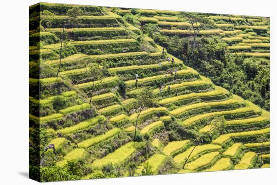 Indonesia, Flores Island, Bajawa. Farmers Harvest Rice on Terraced Rice Fields Near Bajawa.-Nigel Pavitt-Premier Image Canvas