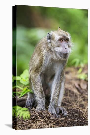 Indonesia, Flores Island, Moni. a Long-Tailed Macaque Monkey in the Kelimutu National Park-Nigel Pavitt-Premier Image Canvas