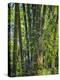 Indonesia, Flores Island, Ruteng a Clump of Stout Bamboo Growing Near Ruteng.-Nigel Pavitt-Premier Image Canvas