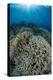 Indonesia, Forgotten Islands. Coral Reef Scenic-Jaynes Gallery-Premier Image Canvas