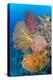 Indonesia, Forgotten Islands. Coral Reef Scenic-Jaynes Gallery-Premier Image Canvas