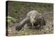 Indonesia, Komodo Dragon National Park. Close-up of Komodo dragon.-Jaynes Gallery-Premier Image Canvas