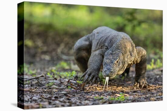 Indonesia, Loh Buaya-Nigel Pavitt-Premier Image Canvas