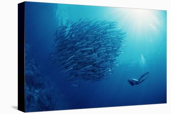 Indonesia, Scuba Diving in Sea-Michele Westmorland-Premier Image Canvas