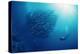 Indonesia, Scuba Diving in Sea-Michele Westmorland-Premier Image Canvas