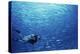 Indonesia, Scuba Diving in Sea-Michele Westmorland-Premier Image Canvas
