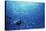 Indonesia, Scuba Diving in Sea-Michele Westmorland-Premier Image Canvas