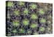 Indonesia, West Papua. Patterns in soft coral.-Jaynes Gallery-Premier Image Canvas