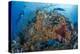 Indonesia, West Papua, Raja Ampat. Diver and Coral Reef-Jaynes Gallery-Premier Image Canvas