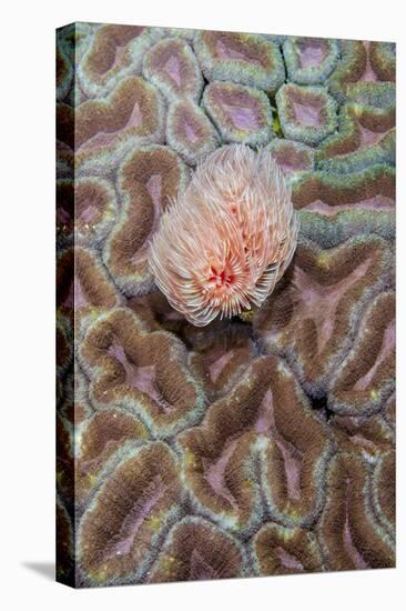 Indonesia, West Papua, Raja Ampat. Feather Duster Worm on Coral-Jaynes Gallery-Premier Image Canvas