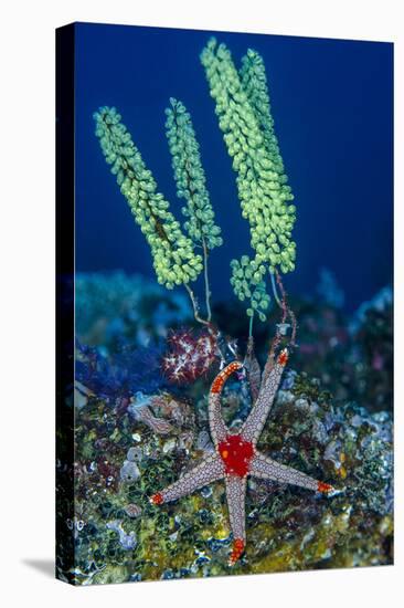 Indonesia, West Papua, Raja Ampat. Sea Star and Tunicate-Jaynes Gallery-Premier Image Canvas