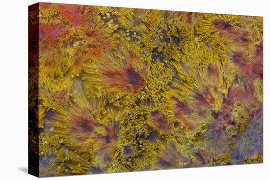 Indonesian Flame Agate-Darrell Gulin-Premier Image Canvas