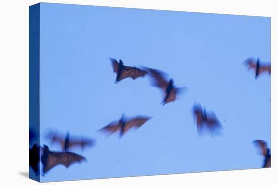 Indonesian short-nosed fruit bat, Komodo Island, Indonesia-Stuart Westmorland-Premier Image Canvas