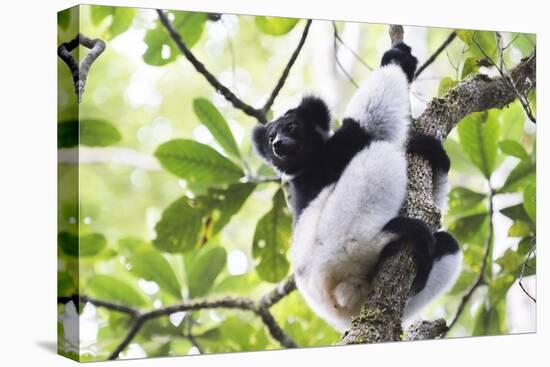 Indri (Babakoto) (Indri Indri), a Large Lemur in Perinet Reserve, Andasibe-Mantadia National Park-Matthew Williams-Ellis-Premier Image Canvas