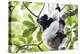 Indri (Babakoto) (Indri Indri), a Large Lemur in Perinet Reserve, Andasibe-Mantadia National Park-Matthew Williams-Ellis-Premier Image Canvas