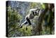 Indri leaping through the rain forest canopy, Madagascar-Nick Garbutt-Premier Image Canvas