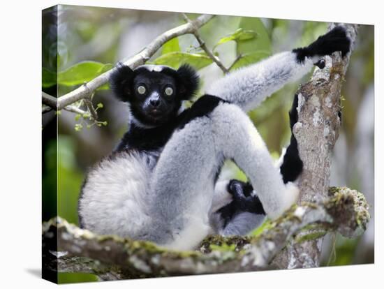 Indri Lemur Sitting on a Tree, Andasibe-Mantadia National Park, Madagascar-null-Premier Image Canvas