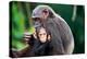 Infant Chimpanzee clinging onto its mother, Africa-Eric Baccega-Premier Image Canvas