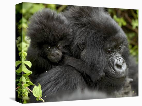 Infant Mountain Gorilla Clinging to Its Mother's Neck, Amahoro a Group, Rwanda, Africa-James Hager-Premier Image Canvas