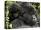 Infant Mountain Gorilla Clinging to Its Mother's Neck, Amahoro a Group, Rwanda, Africa-James Hager-Premier Image Canvas