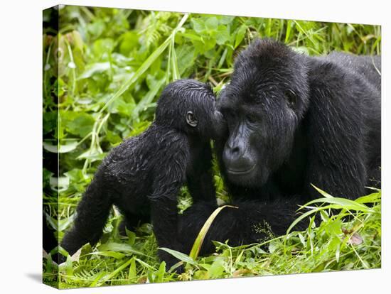 Infant Mountain Gorilla Leans in to Kiss Silverback, Bwindi Impenetrable National Park, Uganda-Paul Souders-Premier Image Canvas