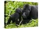 Infant Mountain Gorilla Leans in to Kiss Silverback, Bwindi Impenetrable National Park, Uganda-Paul Souders-Premier Image Canvas