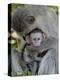 Infant Vervet Monkey (Chlorocebus Aethiops), Kruger National Park, South Africa, Africa-null-Premier Image Canvas