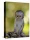 Infant Vervet Monkey (Chlorocebus Aethiops), Kruger National Park, South Africa, Africa-null-Premier Image Canvas