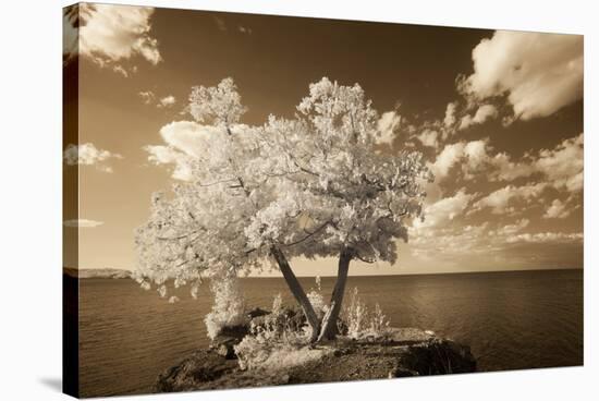 Infared Photography-Monte Nagler-Stretched Canvas