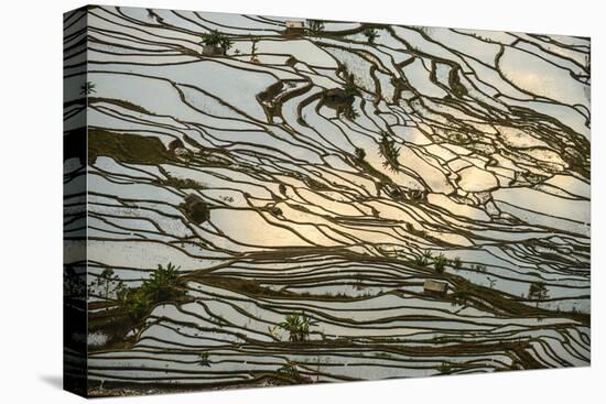 Infinite Rice Fields at Laohuzui Aka Tiger Mouth in Yuanyang, China-John Crux-Premier Image Canvas