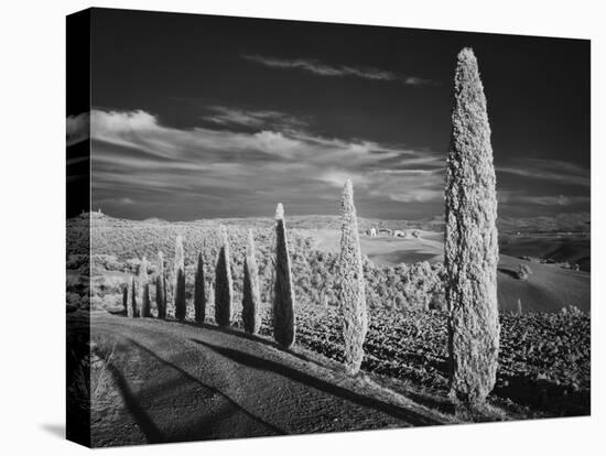 Infra Red Black and White View of Drive Lined with Cypress Trees, San Quirico D'Orcia, Tuscany, Ita-Adam Jones-Premier Image Canvas