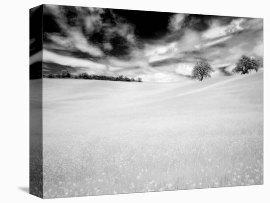 Infrared Images of Two Trees in Field of Oil Seed Rape, Near Pienza, Tuscany, Italy, Europe-Lee Frost-Premier Image Canvas