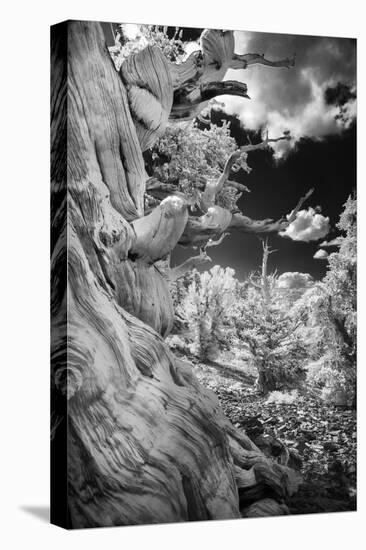 Infrared view of ancient bristlecone pines, White Mountains, California. Great Basin National Park-Adam Jones-Premier Image Canvas