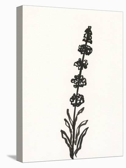 Ink Botanical Sketch VII-J. Holland-Stretched Canvas