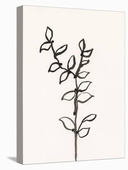 Ink Botanical Sketch X-J. Holland-Stretched Canvas