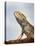 Inland Bearded Dragon Profile, Originally from Australia-Petra Wegner-Premier Image Canvas