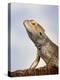 Inland Bearded Dragon Profile, Originally from Australia-Petra Wegner-Premier Image Canvas
